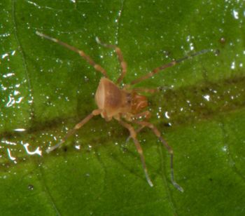 Media type: image;   Invertebrate Zoology 136540